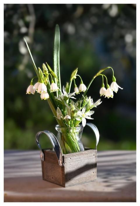 Spring Flowers Snowdrops White Flowers Floral Arra