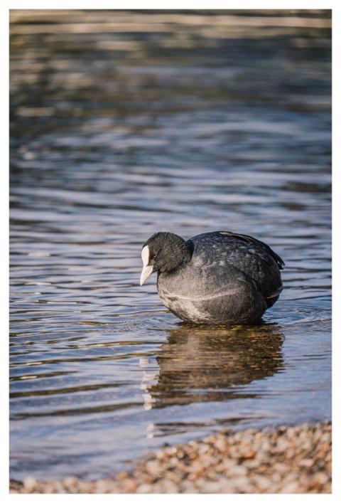 Coot Water Bird Plumage