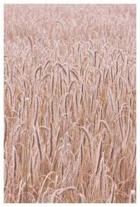 Agriculture Nature Outdoors Field