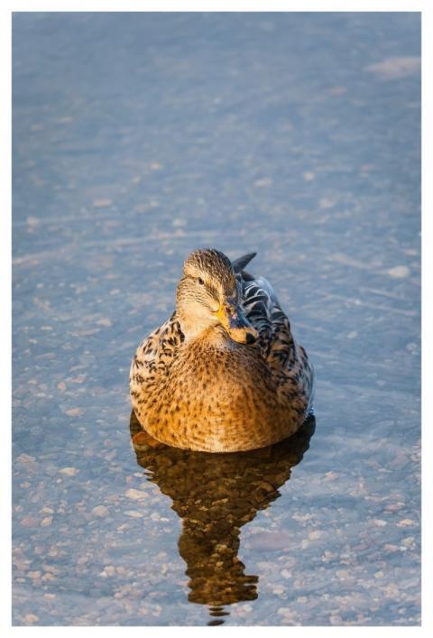 Duck Bird Water Bird Lake