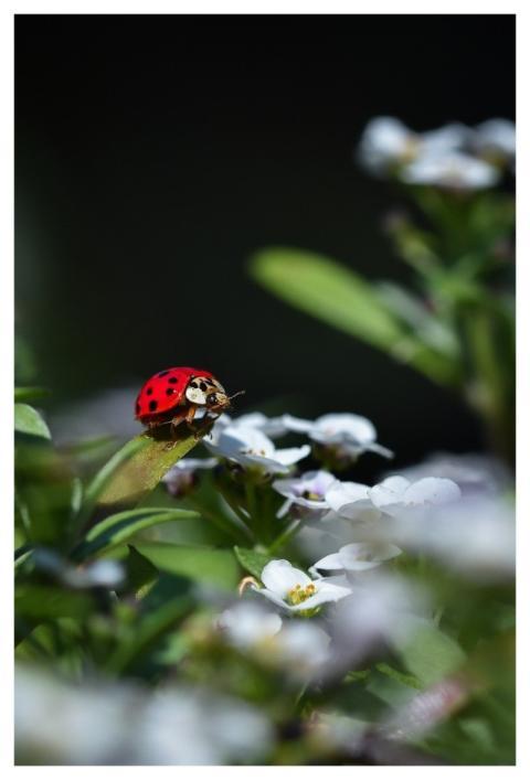 Ladybug Nature Insect Beetle