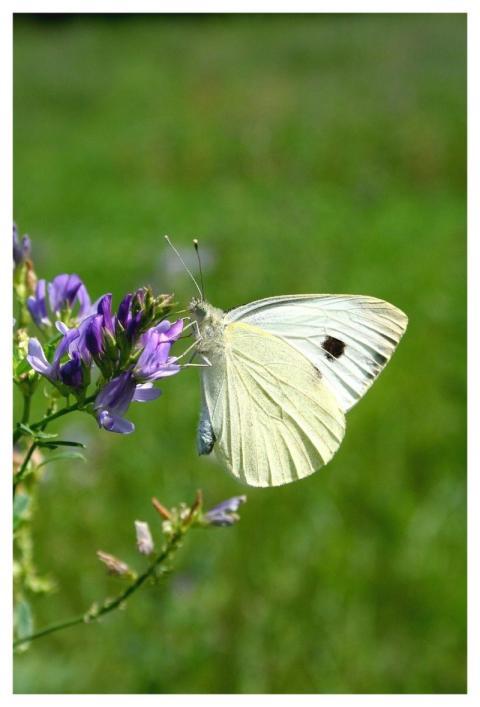 Nature Insect Butterfly Animal