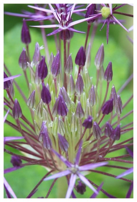 Ornamental Onion Allium Leek Blossom