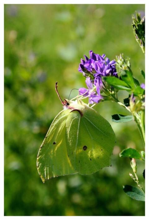 Butterfly Animals Insect Nature