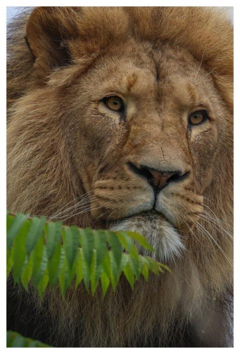 Lion Nature Predator Mammal