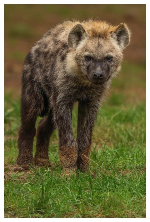Hyena Nature Animal Mammal