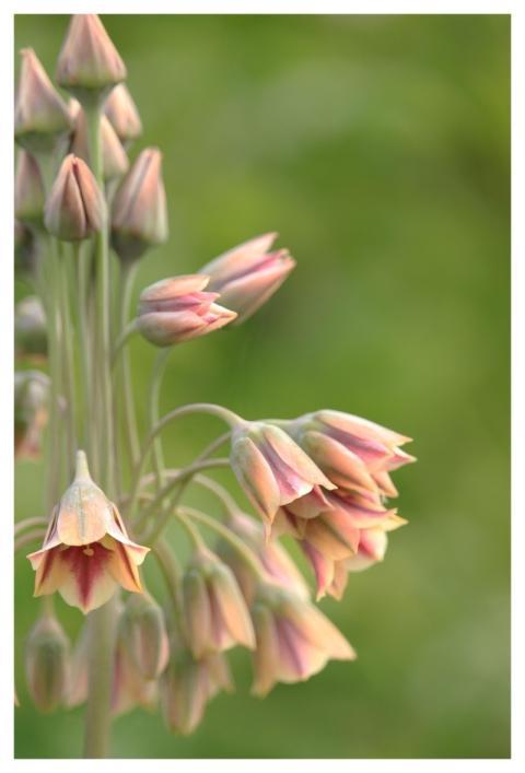 Flower Ornamental Onion Allium Leek Greenhouse