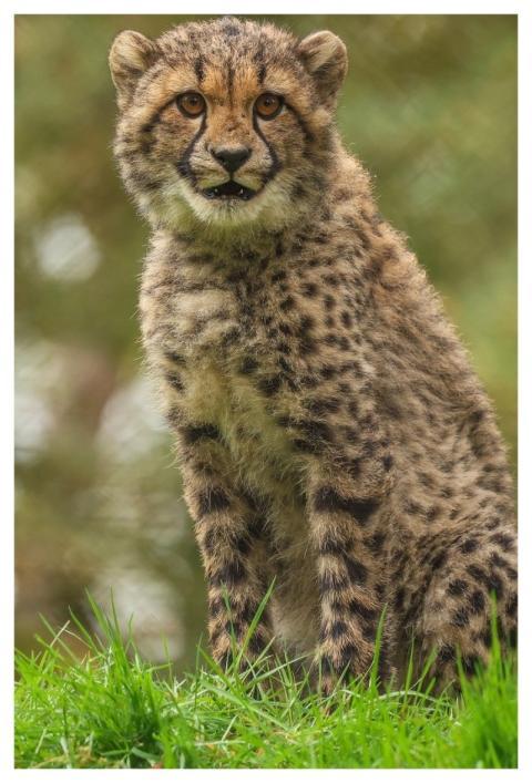 Cheetahs Nature Cheetah Africa