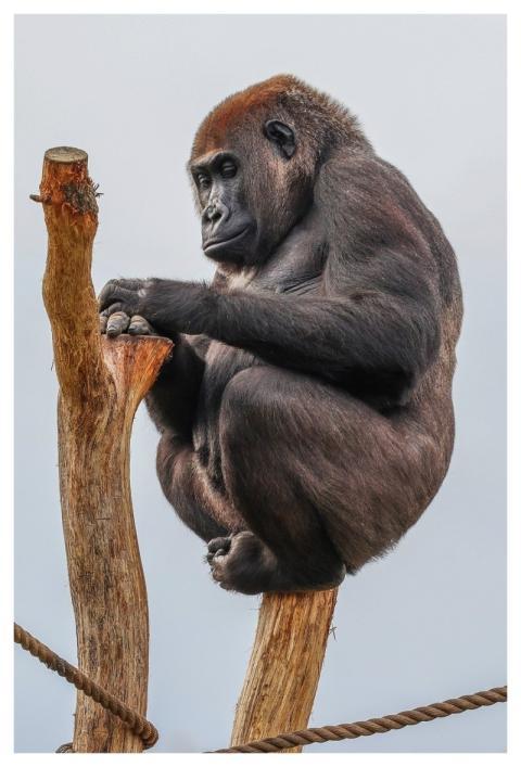 Gorilla Monkey Nature Animal