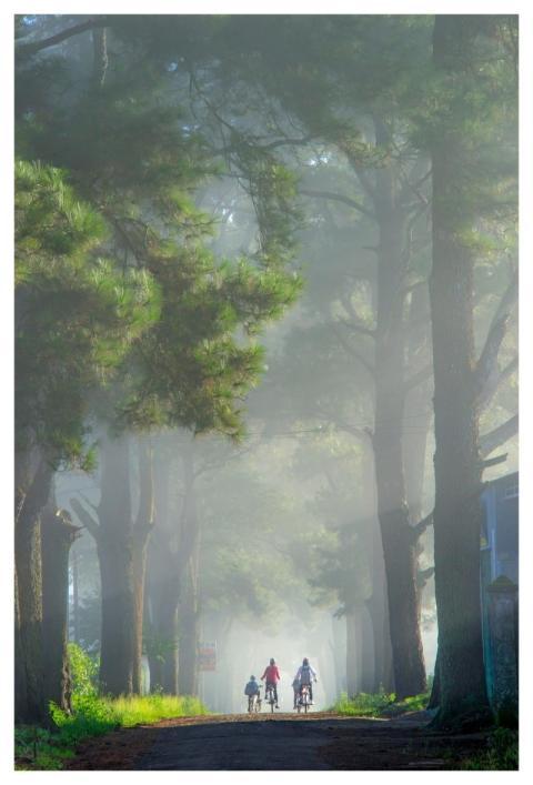 Street Trees Exploration Travel