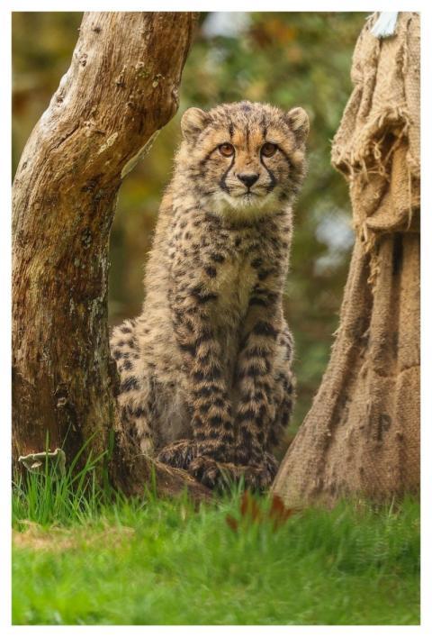 Cheetahs Nature Cheetah Animals