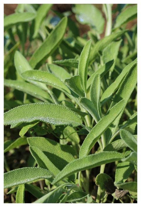 Sage Sage Leaf Health Tea
