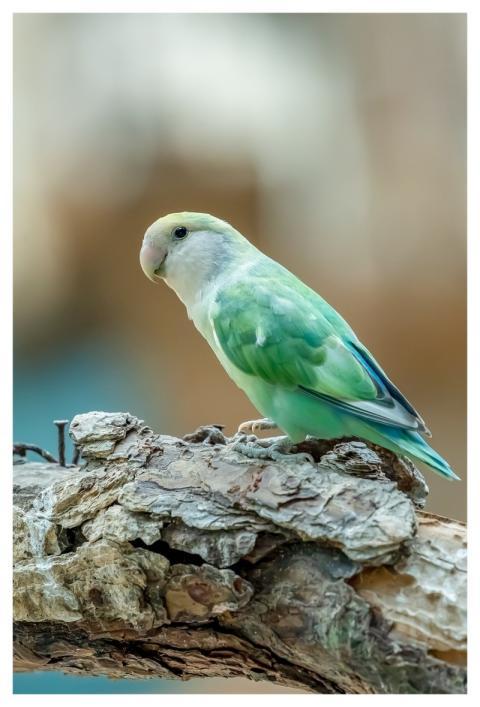 Bird Parrot Feather Nature