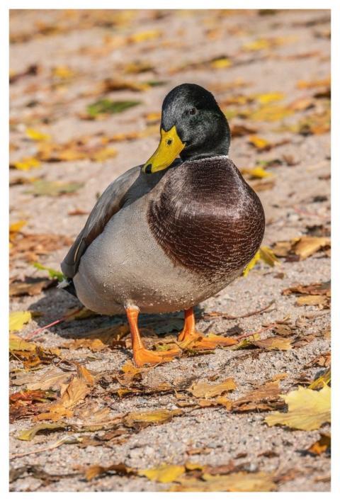 Duck Water Bird Animal Mallard
