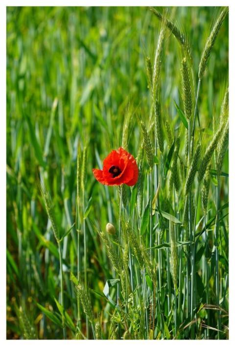 Cornfield Flower Plant Poppy