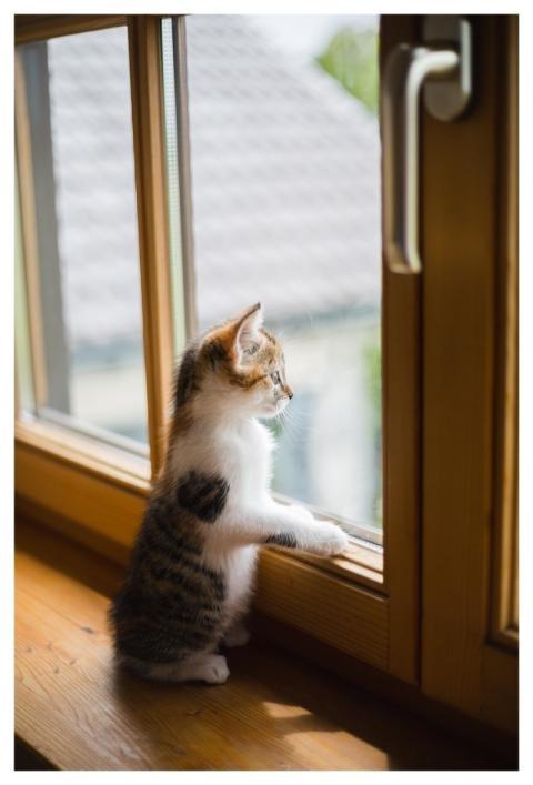 Young Cat Pet Window
