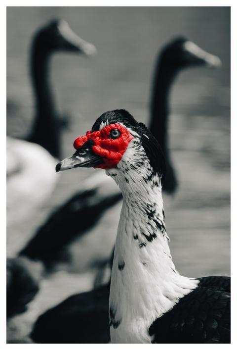 Duck Bird Feathers Avian