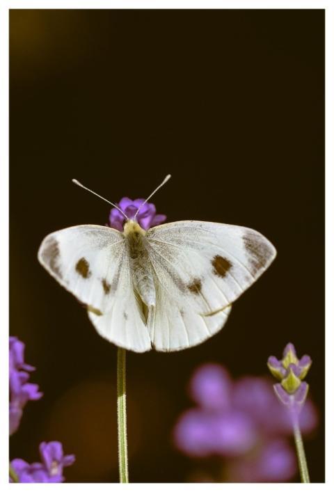 Butterfly Nature Insect Close Up