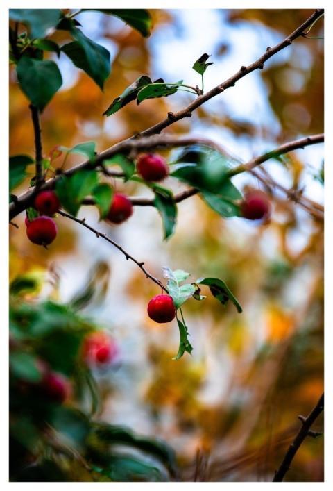 Autumn August Plant Flower