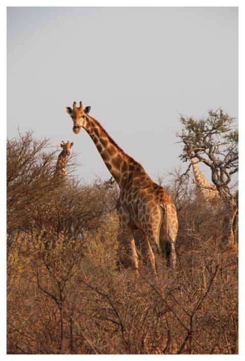 Giraffes Herd Safari Nature