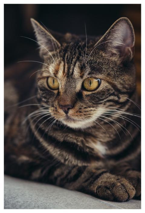 Cat Pet Feline Animal