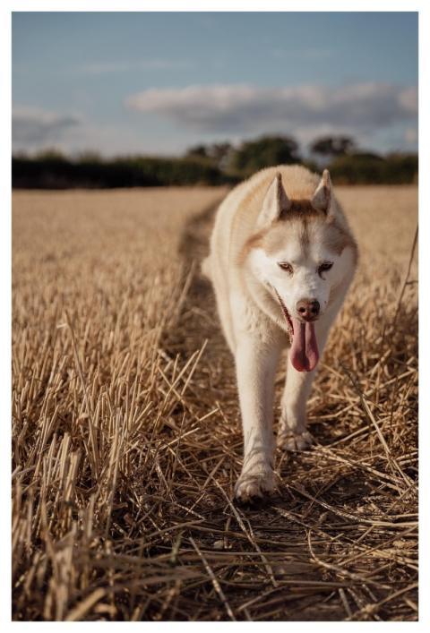 Dog Husky Field Animal