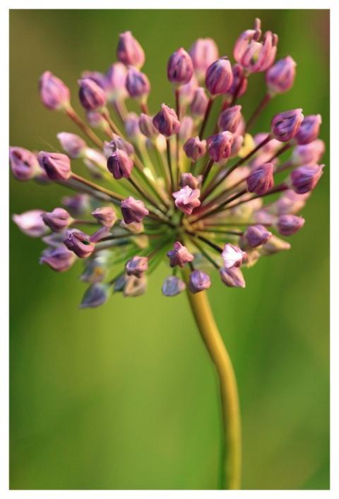 Ornamental Onion Allium Leek Blossom