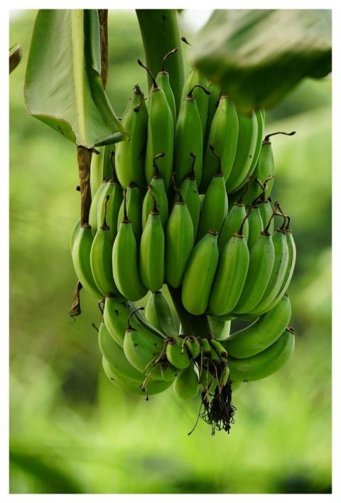 Banana Fruit Food Green