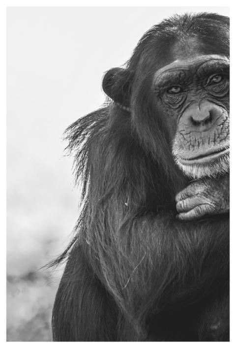 Ape Chimpanzee Mammal Animal