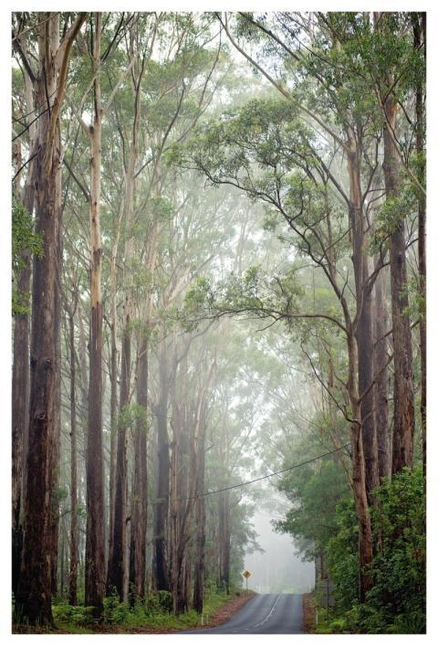 Trees Nature Outdoors Woods