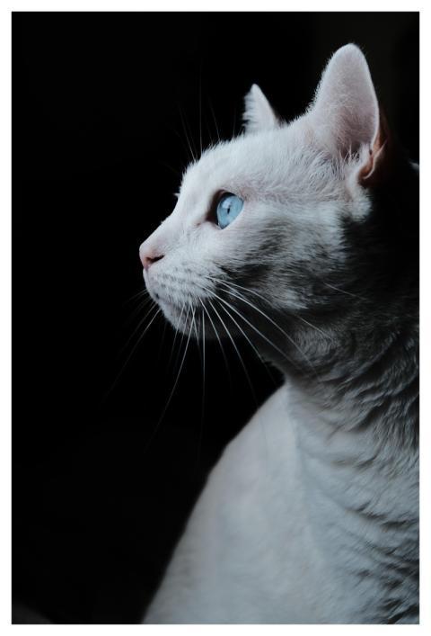 Pet Nature Cat Portrait