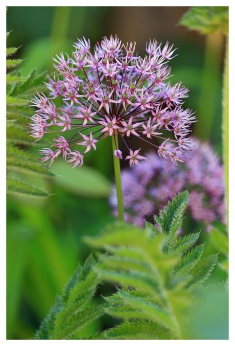 Ornamental Onion Garden Blossom Bloom