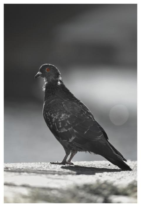 Pigeons Sw Black Portrait