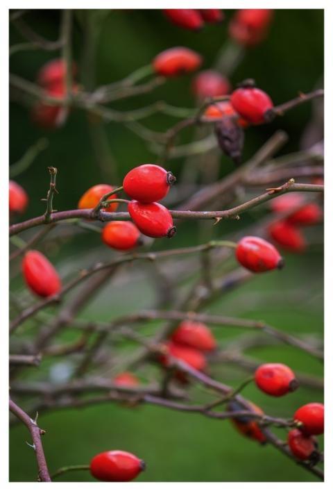 Rosehips Nature Fall Rose Hip Berries
