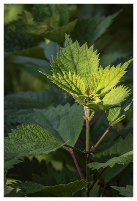 Nettle Nature Plant Medicinal Plant