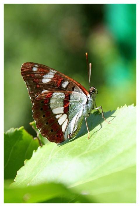 Butterfly Limenitis Reducta Insect Animal