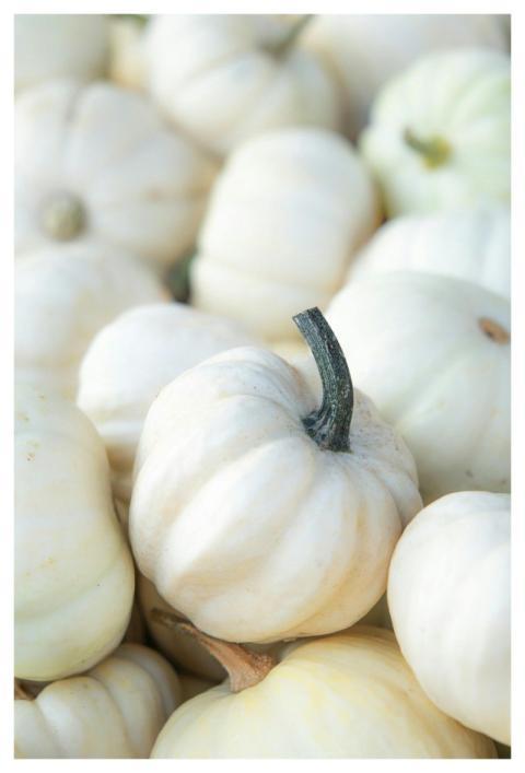 Pumpkins Fall Harvest Farm Yard