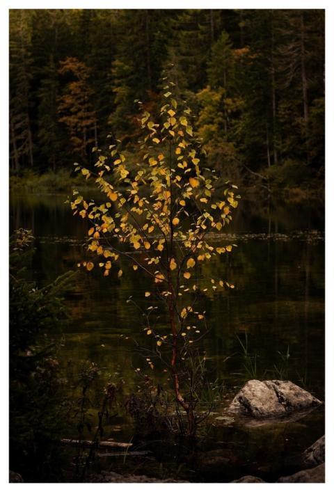 Leaf Nature Autumn Green