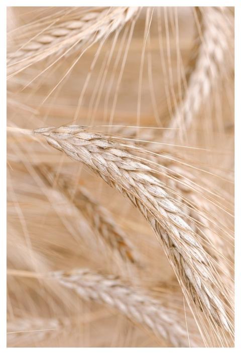 Grain Field Agriculture Summer