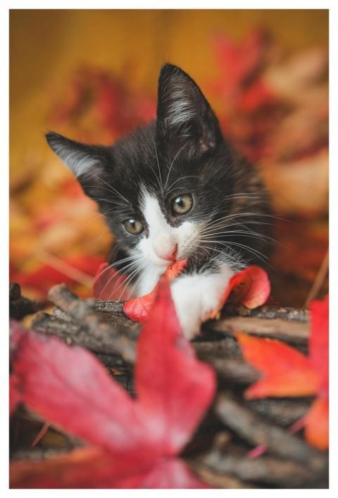 Cat Kitten Feline Animal