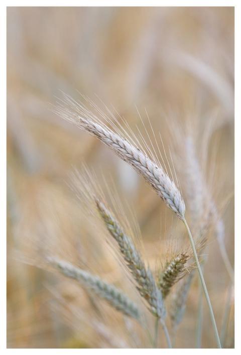 Grain Field Agriculture Summer