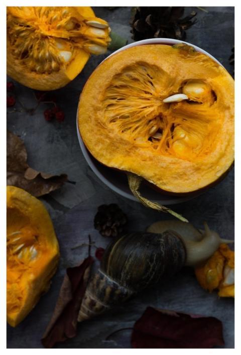 Autumn Pumpkin Snail Halloween