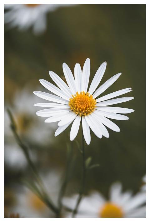 Flower Flower Wallpaper Flower Background Petals