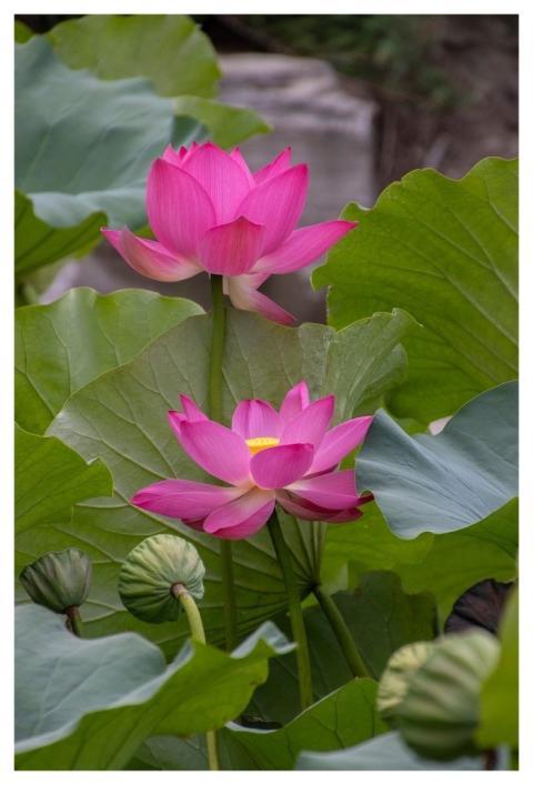 Lotus Flower Pond Bloom