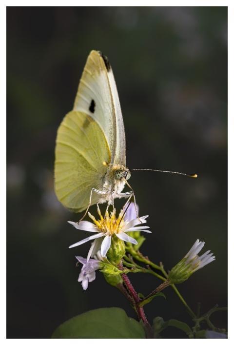 Flower Butterfly Beautiful Flowers Flower Backgrou