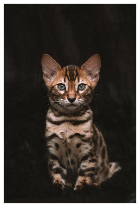 Cat Kitten Feline Nature