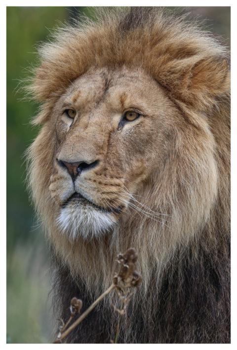 Lion Nature Animal Predator