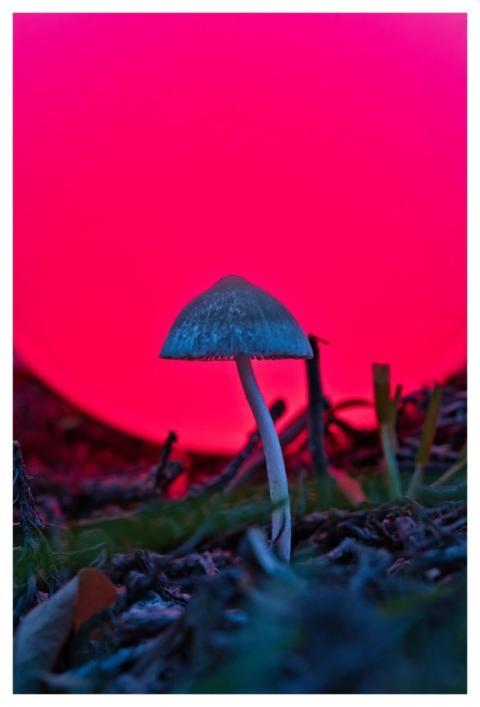 Fall Macro Close Up Nature