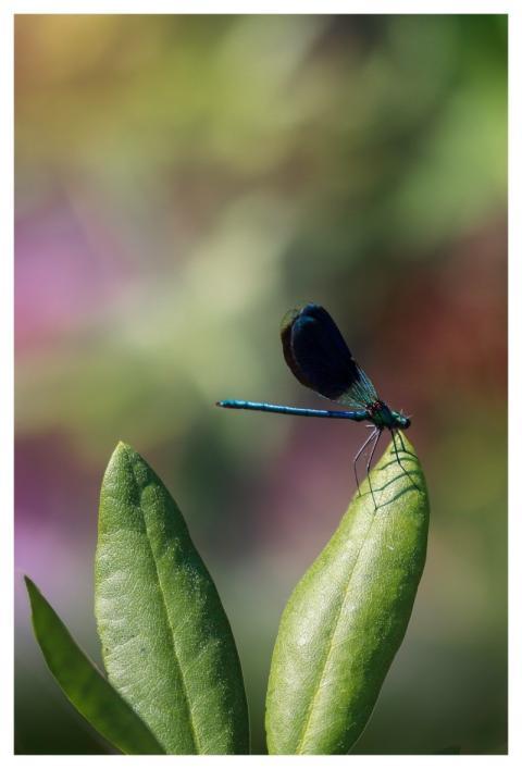 Świtezianka Insect Macro Leaves
