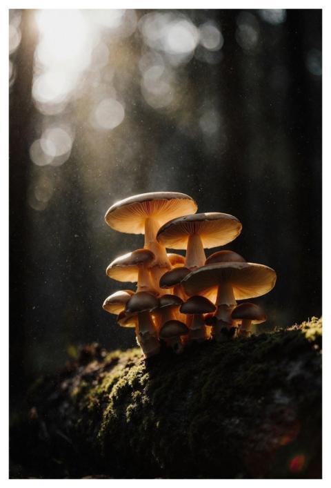 Mushroom Fungi Nature Forest